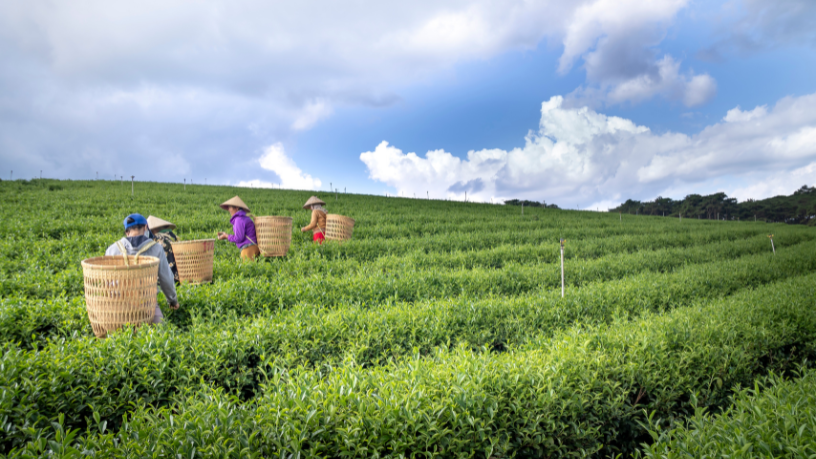 Using AI to predict losses ensures efficiency in agricultural production, explains Aldo Vendramin.