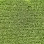 Vista aérea de uma lavoura de milho com padrões regulares de cultivo em Elgin, Minnesota