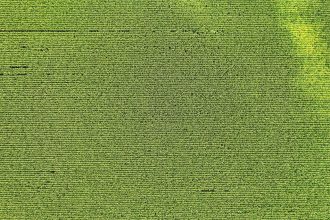 Vista aérea de uma lavoura de milho com padrões regulares de cultivo em Elgin, Minnesota