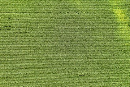 Vista aérea de uma lavoura de milho com padrões regulares de cultivo em Elgin, Minnesota