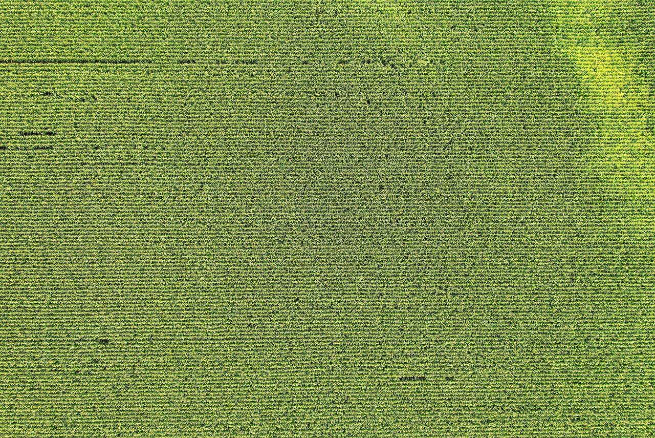 Vista aérea de uma lavoura de milho com padrões regulares de cultivo em Elgin, Minnesota